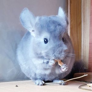 Маленькая самочка шиншиллы Фиолет эбони