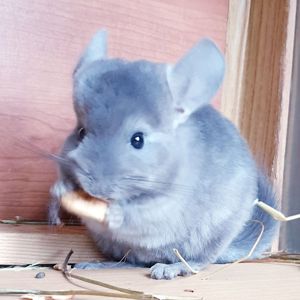 Маленькая самочка шиншиллы Фиолет эбони