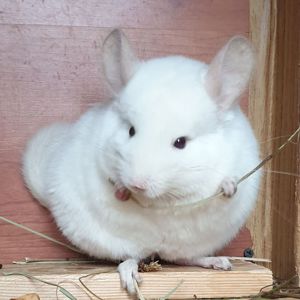 Самец шиншиллы (юниор) бело-розовый эбони носитель фиолета и ангоры