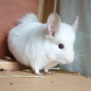 Самец шиншиллы (юниор) бело-розовый эбони носитель фиолета и ангоры