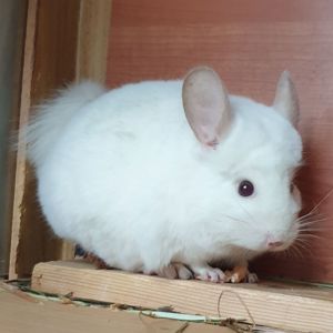 Самец шиншиллы (юниор) бело-розовый эбони носитель фиолета и ангоры