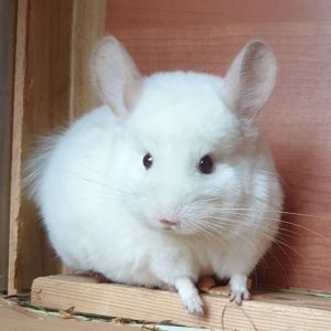 Самец шиншиллы (юниор) бело-розовый эбони носитель ангоры и фиолета