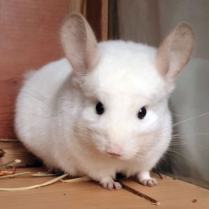 Самец шиншиллы (юниор) бело-розовый эбони носитель фиолета и ангоры