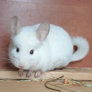 Самец шиншиллы (юниор) бело-розовый эбони носитель фиолета и ангоры