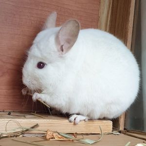 Самец шиншиллы (юниор) бело-розовый эбони носитель ангоры и фиолета