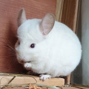 Самец шиншиллы (юниор) бело-розовый эбони носитель фиолета и ангоры