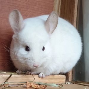 Самец шиншиллы (юниор) бело-розовый эбони носитель фиолета и ангоры