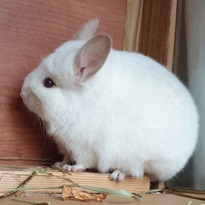 Самец шиншиллы (юниор) бело-розовый эбони носитель ангоры и фиолета