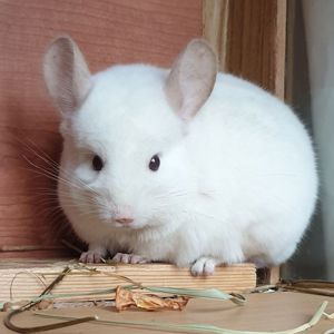 Самец шиншиллы (юниор) бело-розовый эбони носитель ангоры и фиолета