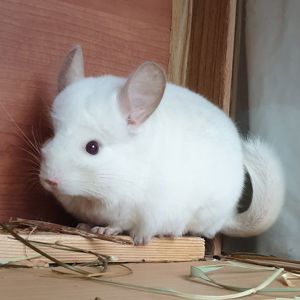 Самец шиншиллы (юниор) бело-розовый эбони носитель фиолета и ангоры