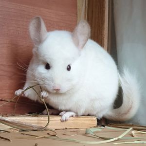 Самец шиншиллы (юниор) бело-розовый эбони носитель ангоры и фиолета