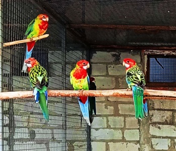 Молоденькие Розеллы