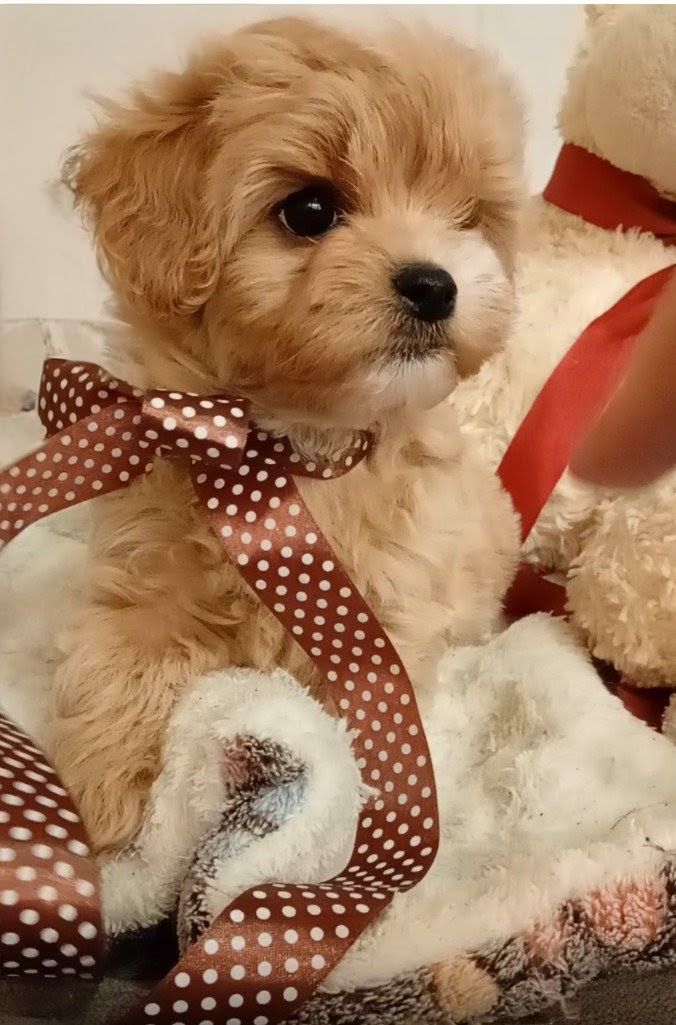 Лялькові бебі фейс мальтіпу Ф1 хлопчики