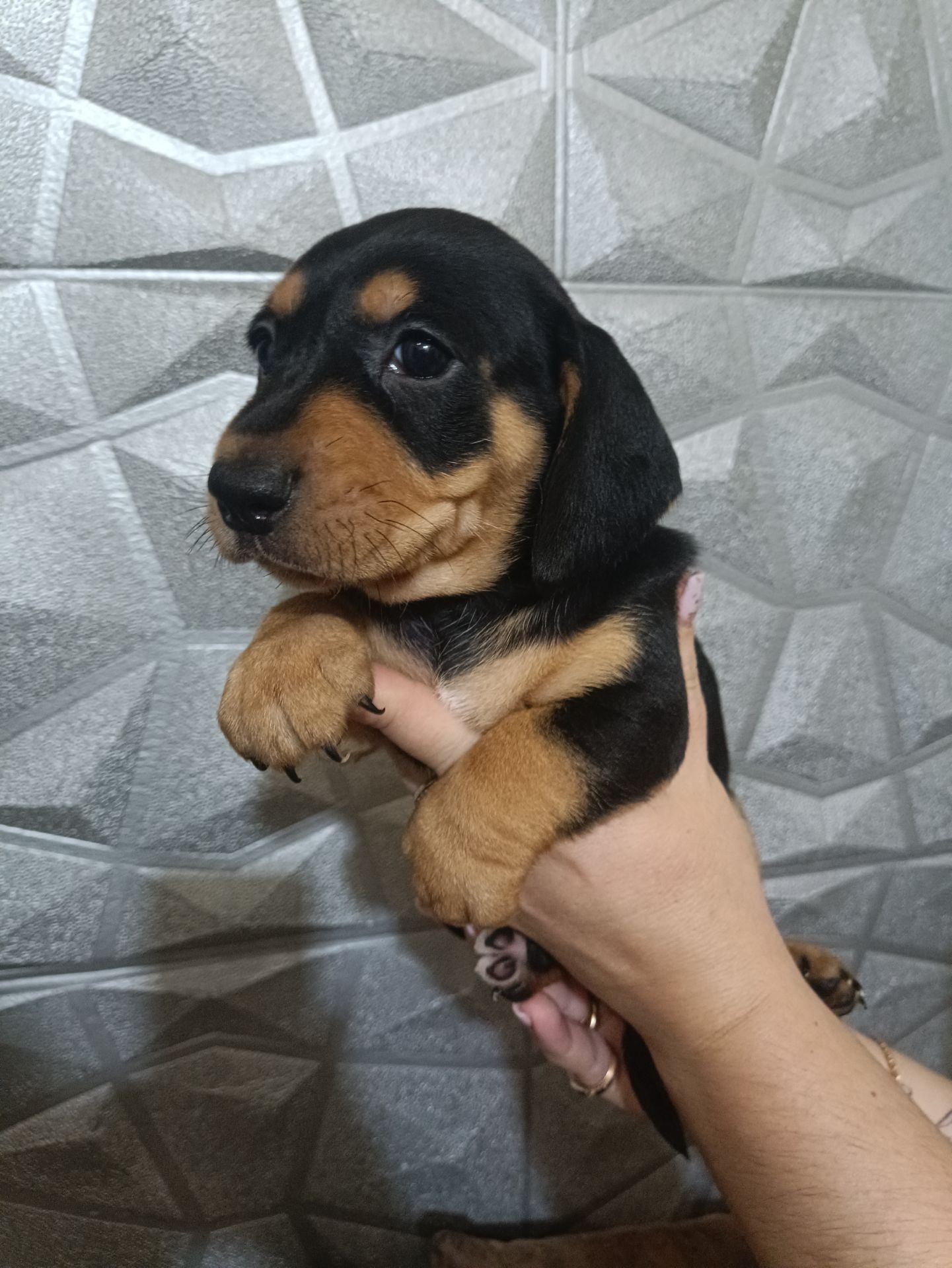 Щенки Таксы