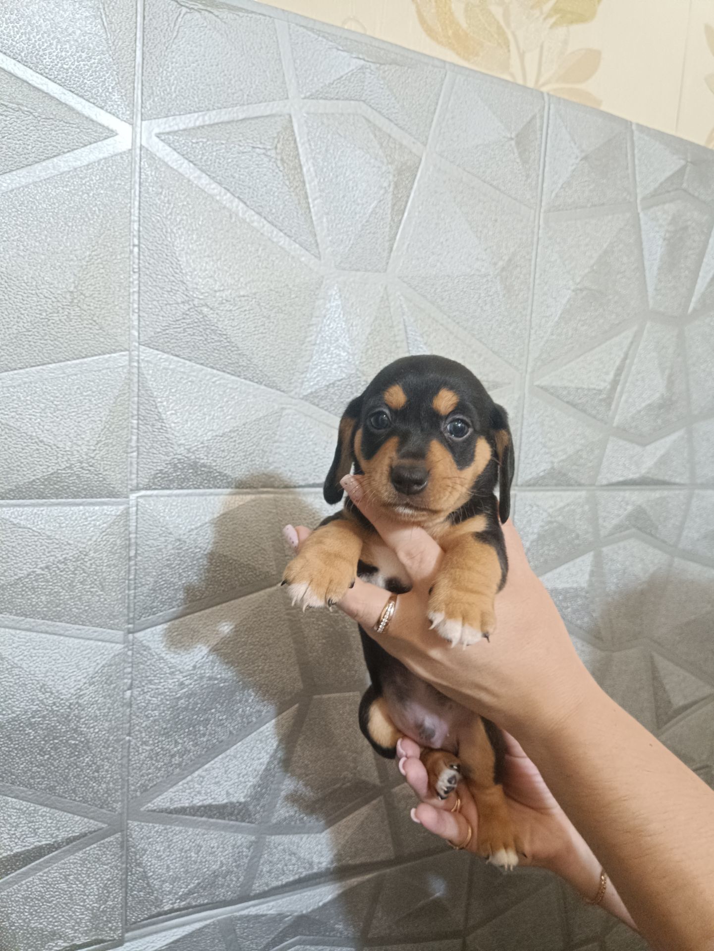 Щенки Таксы