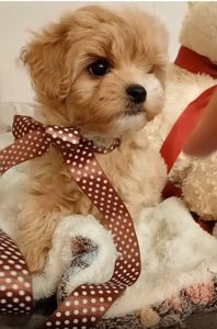 Лялькові бебі фейс мальтіпу Ф1 хлопчики