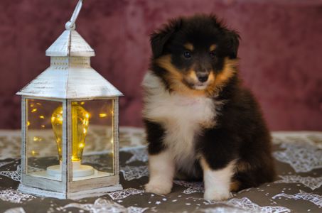 Цуценята породи шелті