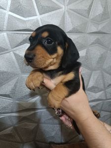 Щенки Таксы