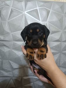 Щенки Таксы