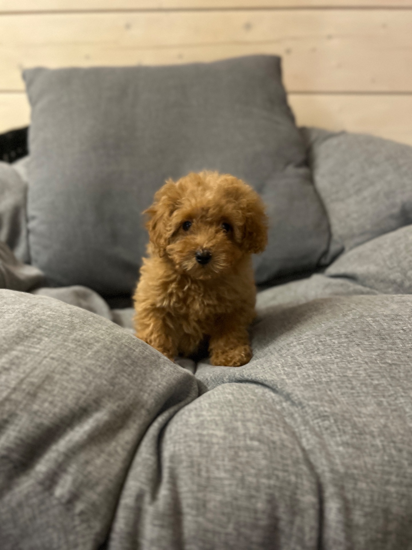 Милая девочка мальтипу f2 Тедди мишка Киев