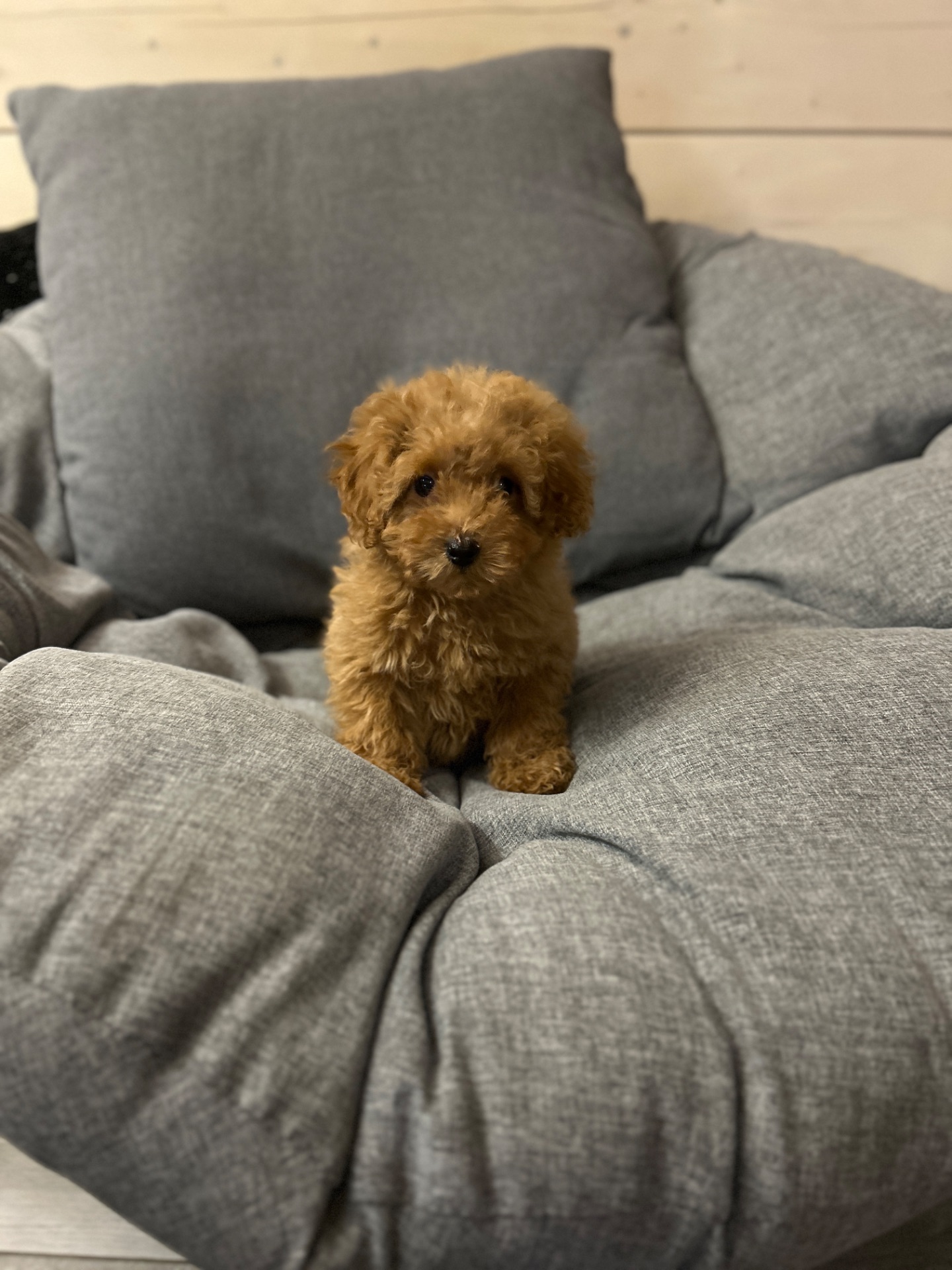 Милая девочка мальтипу f2 Тедди мишка Киев