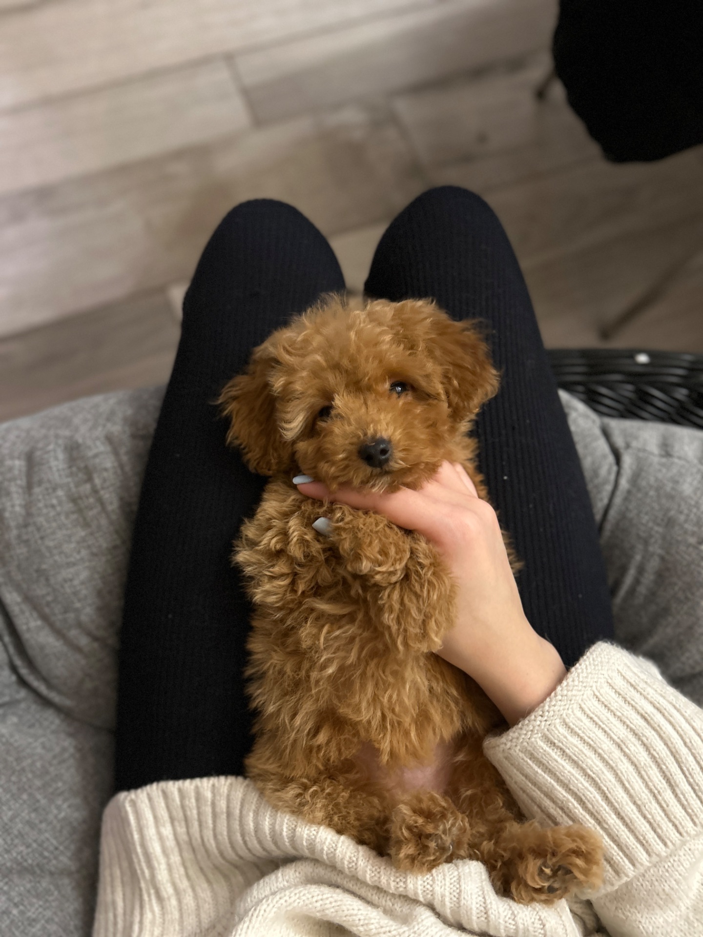 Милая девочка мальтипу ф2 Тедди мишка