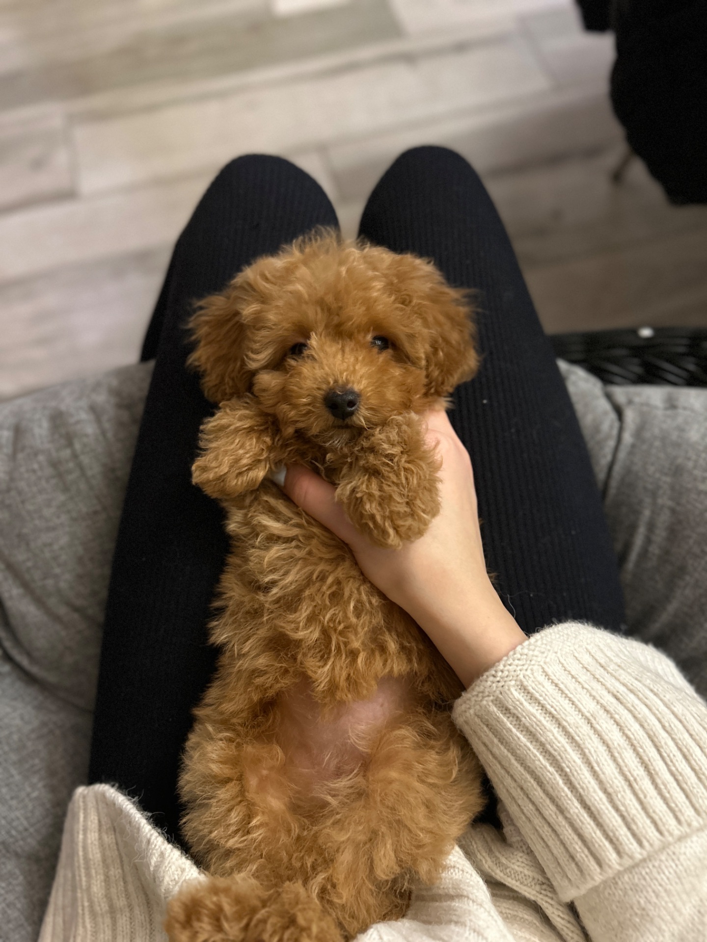 Милая девочка мальтипу ф2 Тедди мишка