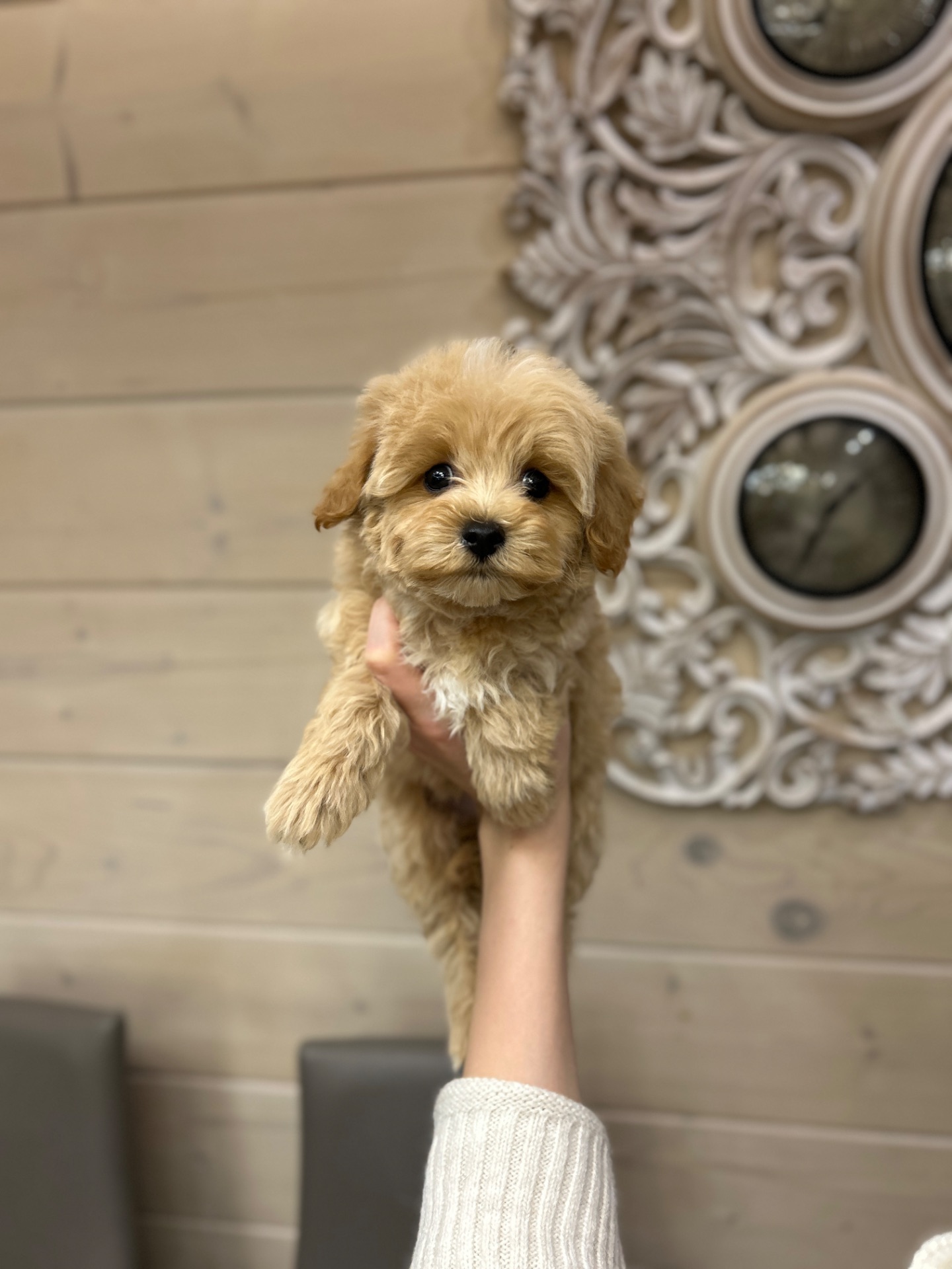 Красивый мальчик мальтипу ф1 мини беби фейс