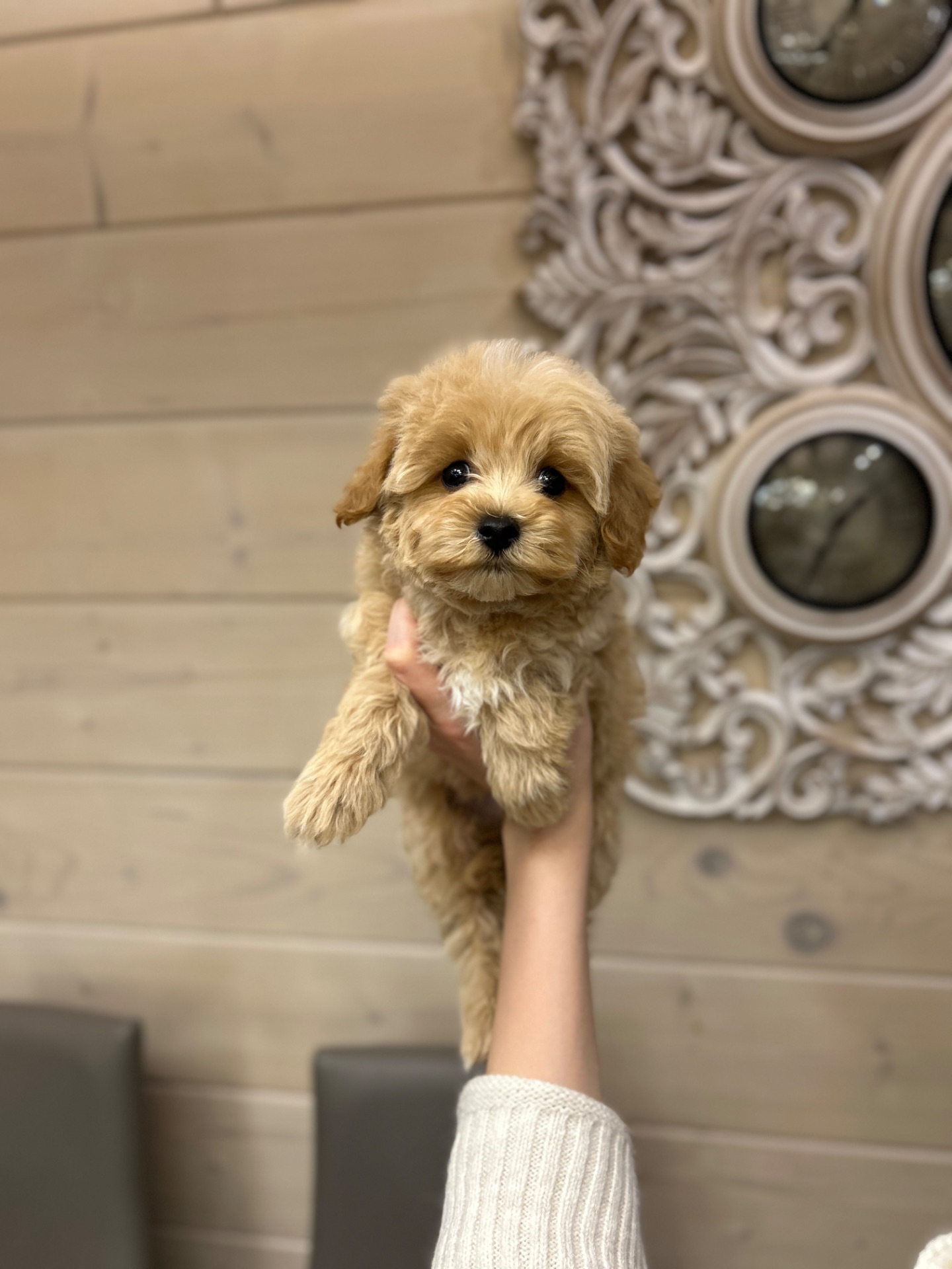 Красивый мальчик мальтипу ф1 мини беби фейс