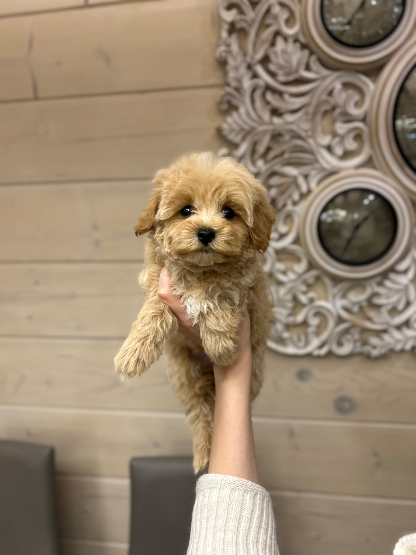 Красивый мальчик мальтипу ф1 мини беби фейс