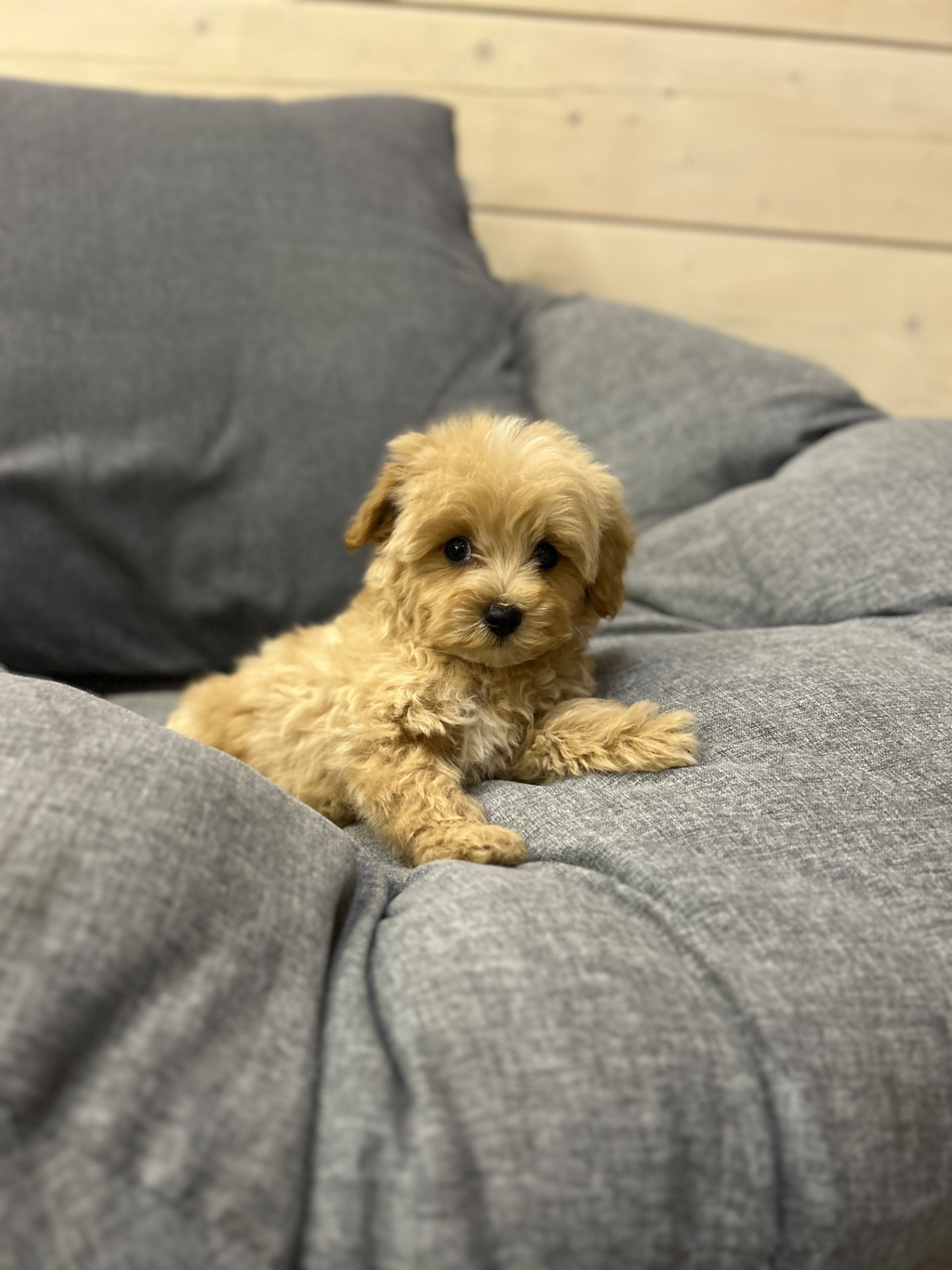 Невероятный мини мальчик мальтипу ф1 беби фейс