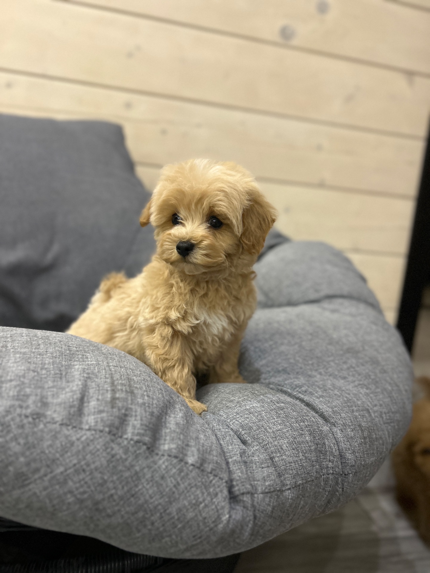 Невероятный мини мальчик мальтипу ф1 беби фейс