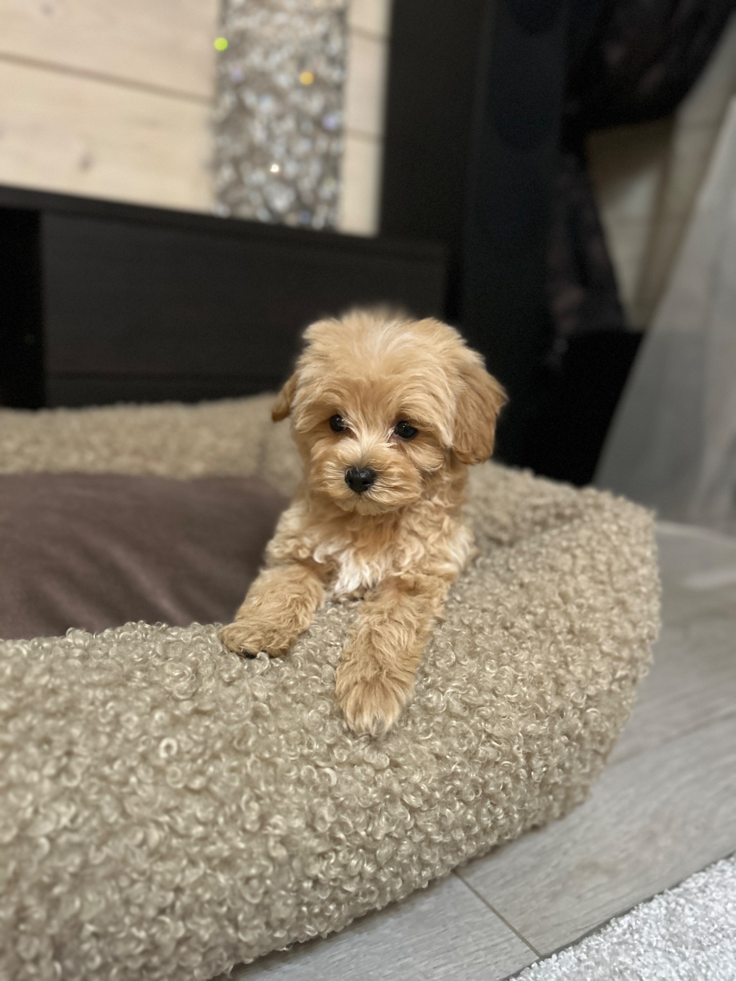 Щенок мальчик мальтипу baby face мини