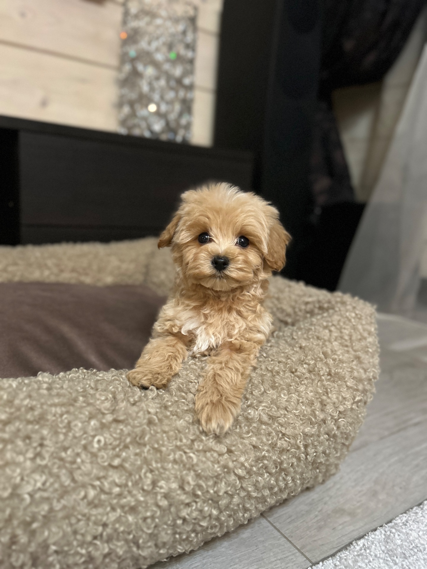 Щенок мальчик мальтипу baby face мини