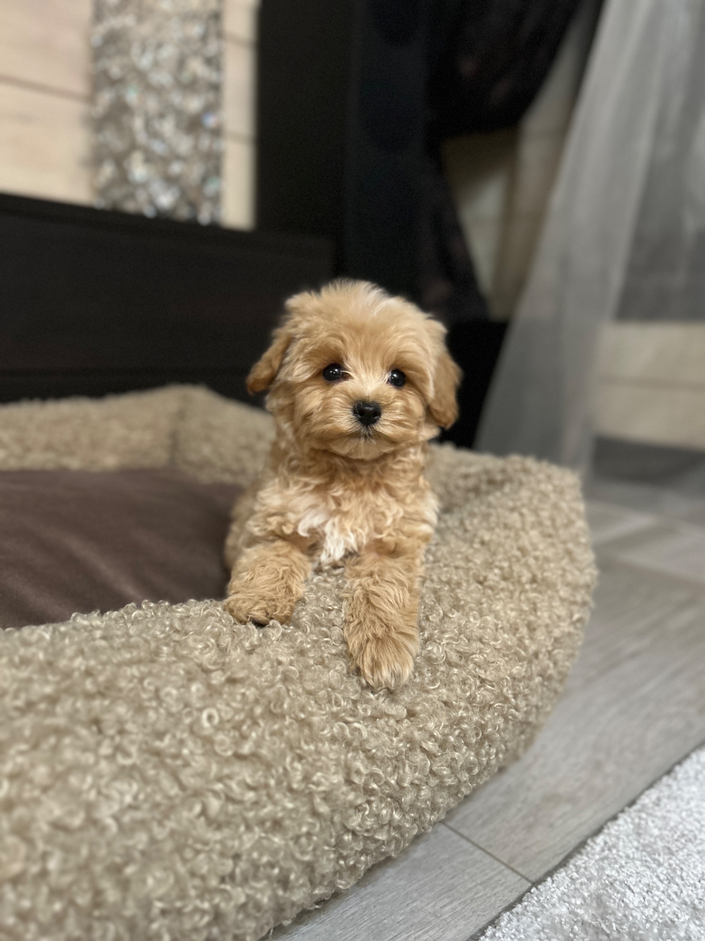 Щенок мальчик мальтипу baby face мини