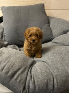 Милая девочка мальтипу f2 Тедди мишка Киев