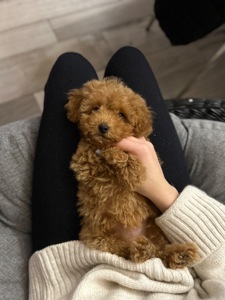 Милая девочка мальтипу ф2 Тедди мишка