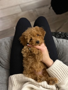 Милая девочка мальтипу ф2 Тедди мишка