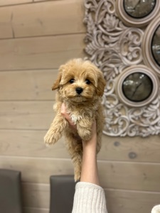 Красивый мальчик мальтипу ф1 мини беби фейс