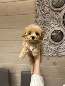 Красивый мальчик мальтипу ф1 мини беби фейс