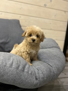 Невероятный мини мальчик мальтипу ф1 беби фейс