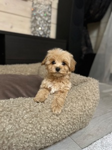 Щенок мальчик мальтипу baby face мини