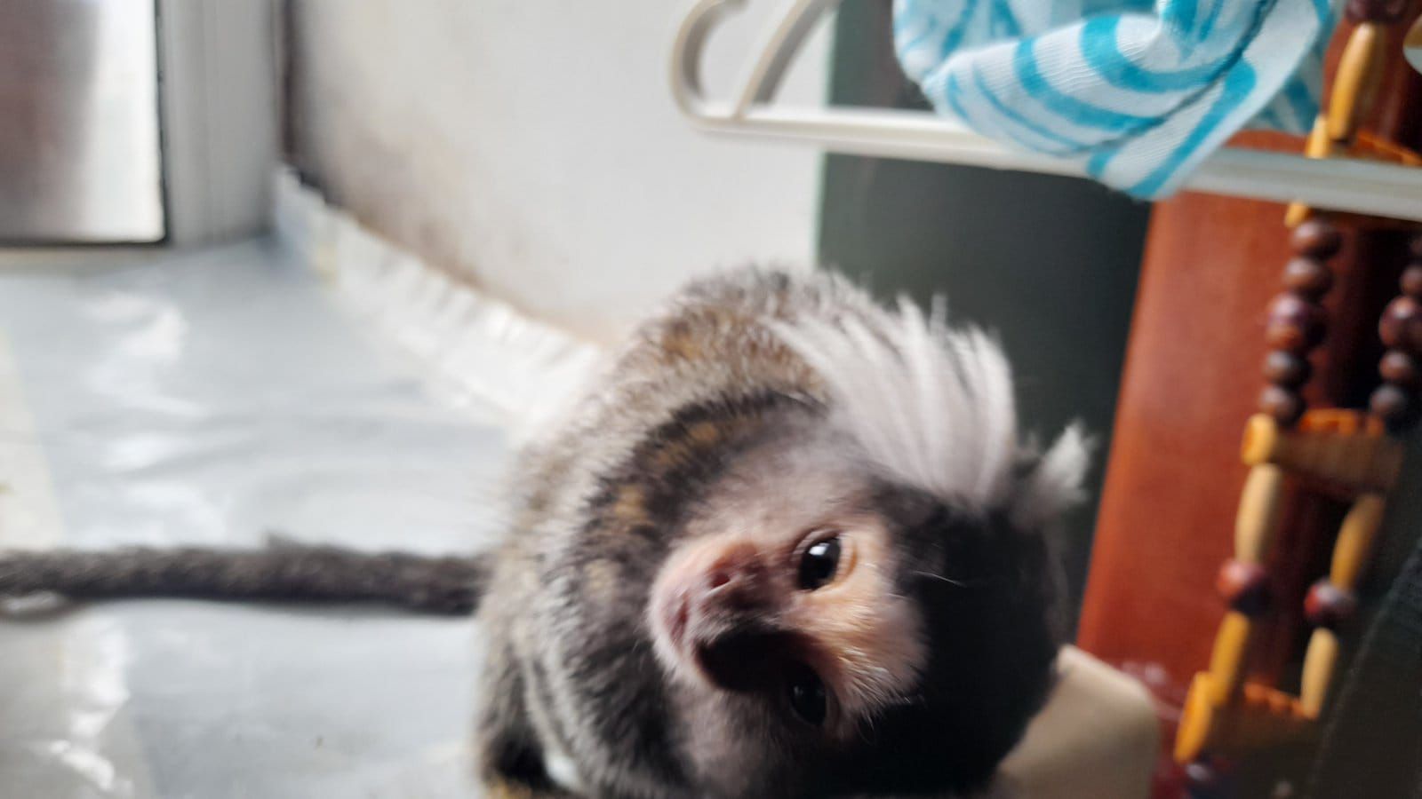 Пара ігрунок біловухих