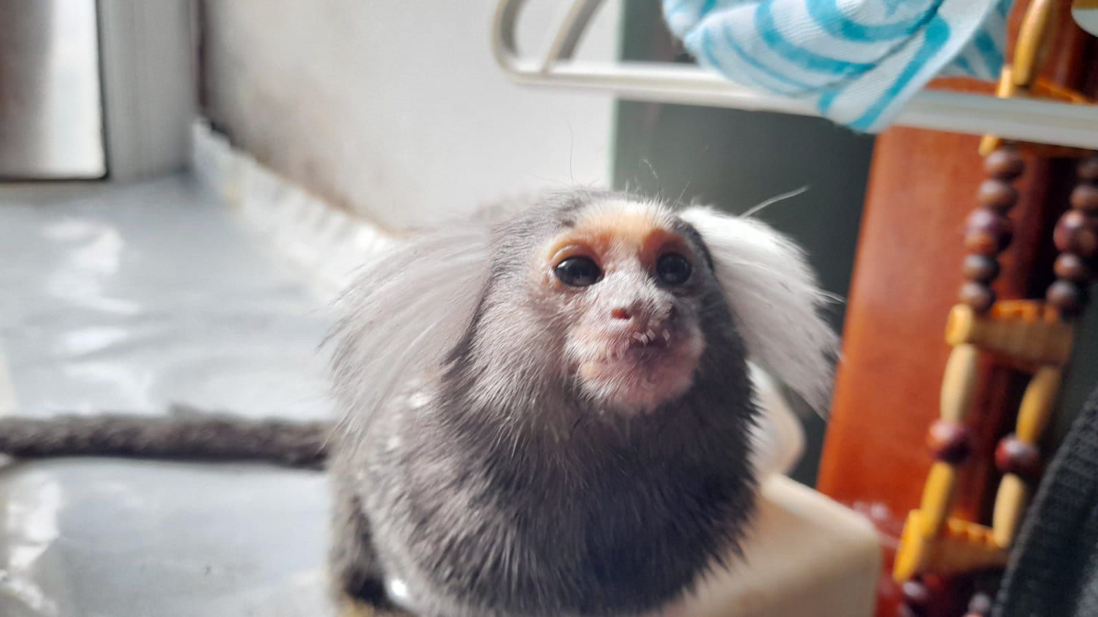 Пара ігрунок біловухих