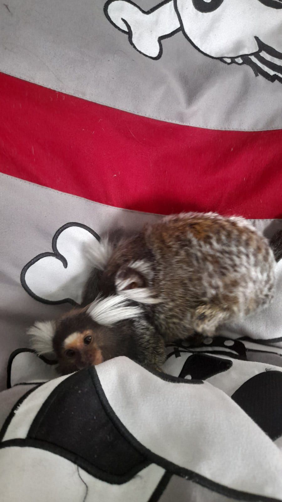 Пара ігрунок біловухих