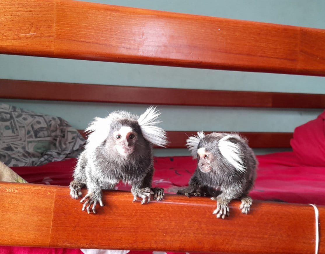 Пара ігрунок біловухих