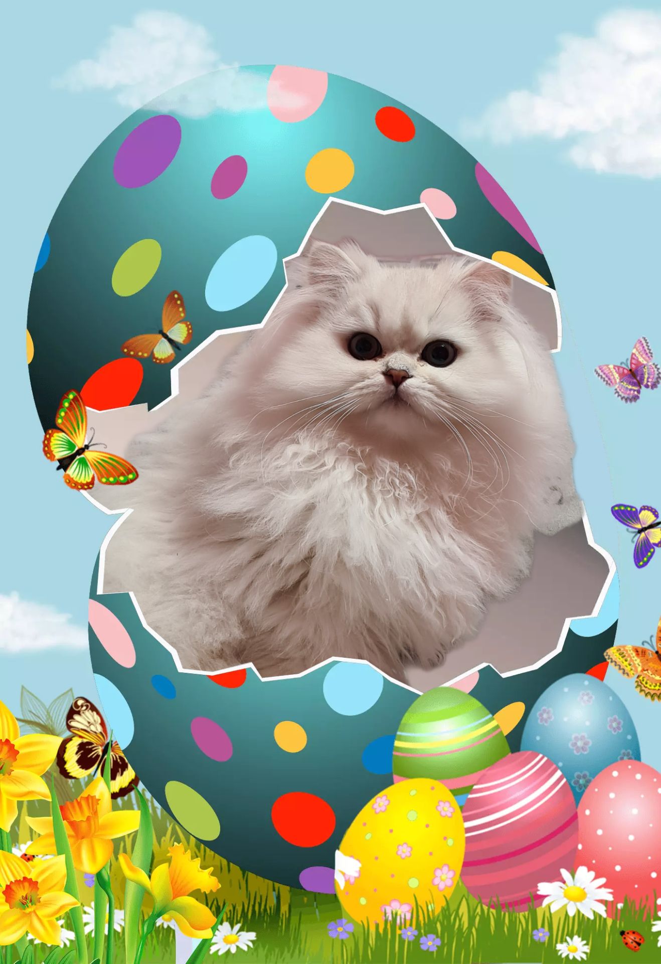 Британська довгошерста