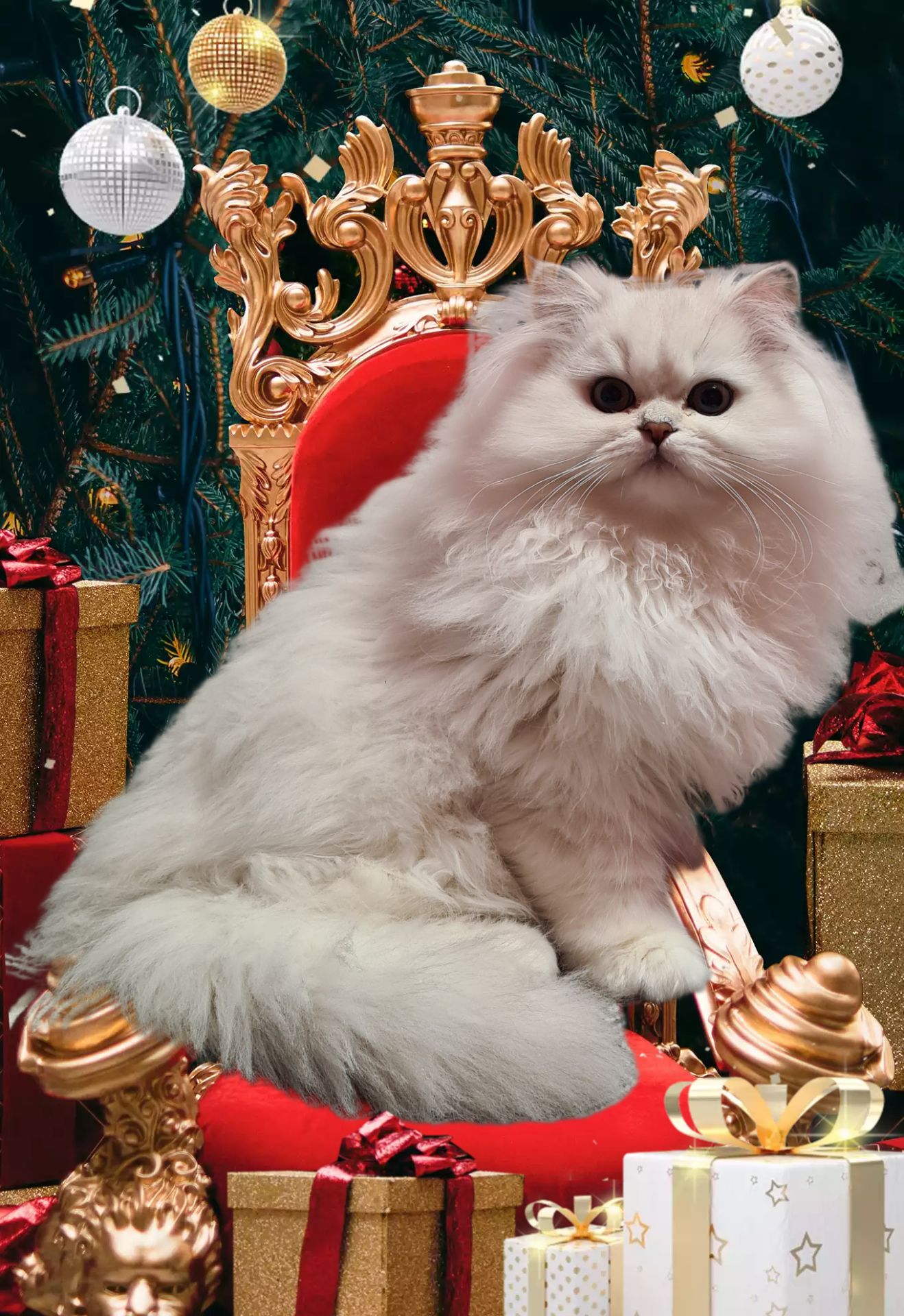 Британська довгошерста