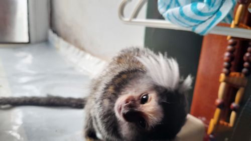 Пара ігрунок біловухих