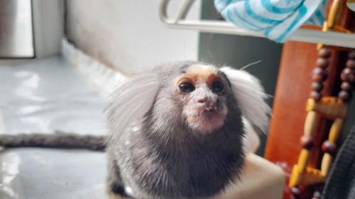 Пара ігрунок біловухих